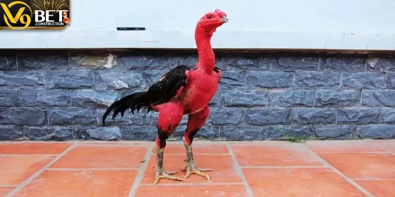78 vảy gà tốt nên chọi