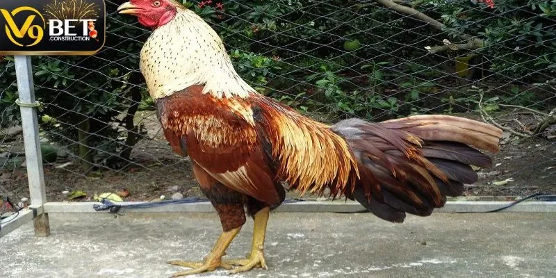 78 Vảy Gà Tốt Nên Chọi – Chìa Khóa Thành Công Mọi Trận Đấu 78 vảy gà tốt nên chọi đủ tiêu chuẩn
