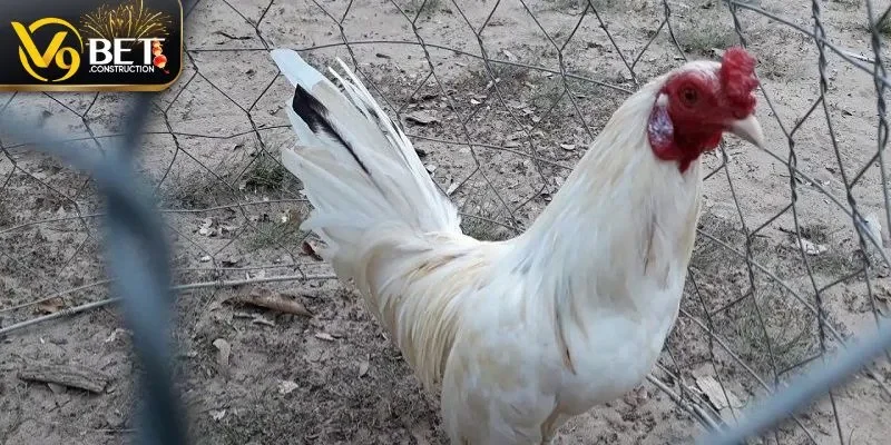 Đá gà C3