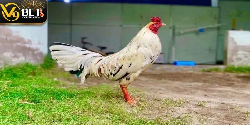 Đá Gà C3 Có Gì Hay? Sức hút sảnh chơi tại V9bet Sân chơi đá gà C3 với nhiều ưu điểm lớn
