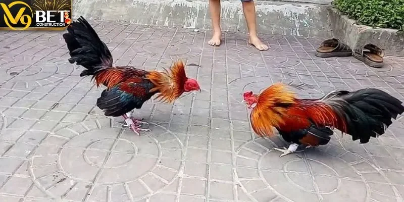 Màu Mạng Gà Đá Theo Ngày – V9bet Chia Sẻ Kinh Nghiệm Cách nhận biết màu mạng gà đá chuẩn xác