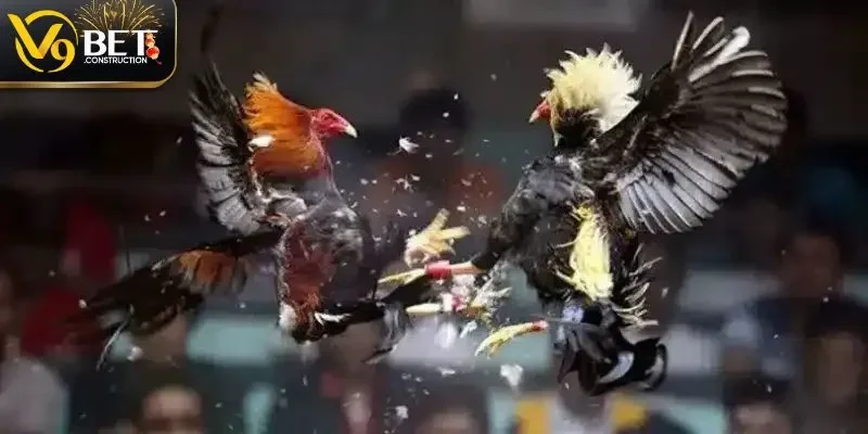 Đá Gà Cựa Dao